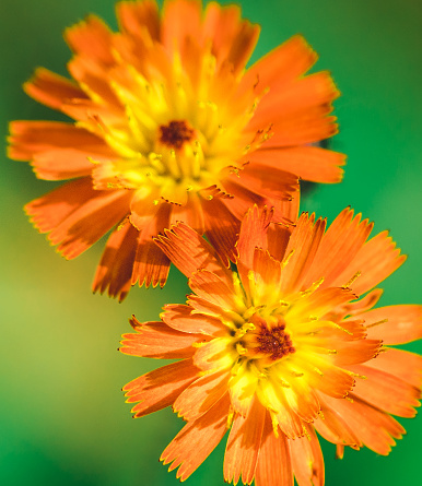Macro shot of two orange and yellow flowers