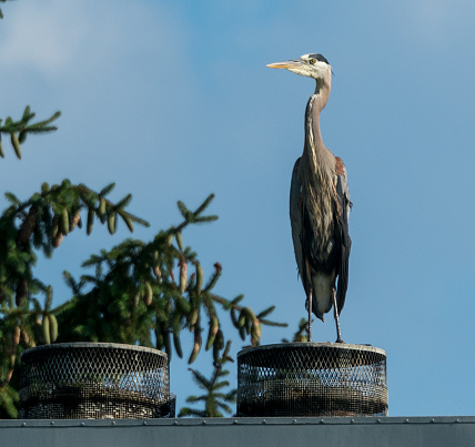 Great Blue Heron sitting on the roof