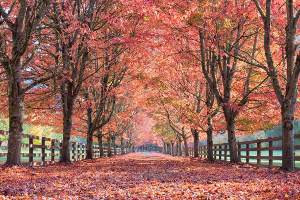 Autumn Lights Beautiful Fall Driveway tree lined driveway stock pictures, royalty-free photos & images