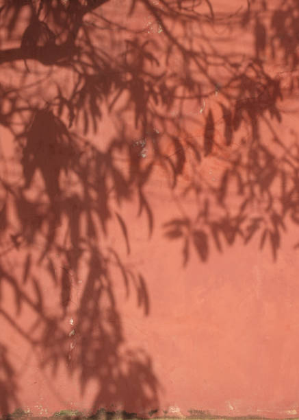 istock Faded red wall with shadow of leaves on it 825042682