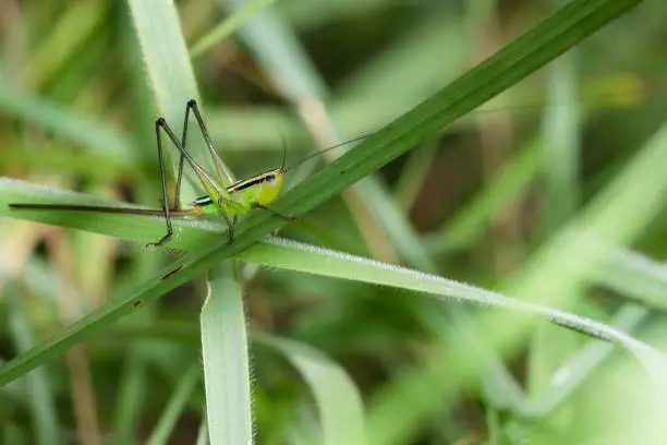 Photo of Grasshopper on a green leaf