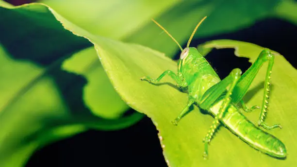 Photo of Grasshopper on a green leaf