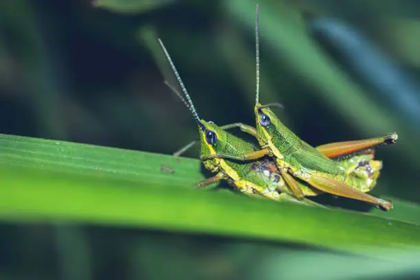 Photo of Grasshopper hybridize on a green leaf