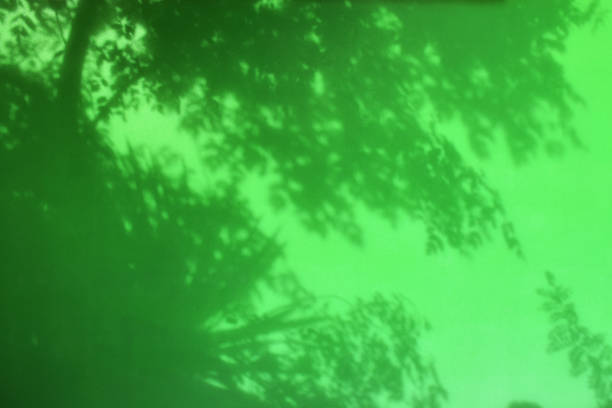 Gray shadow of the leaves