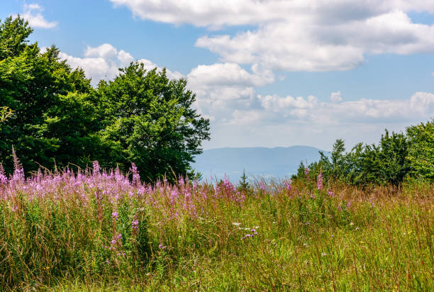 istock wild purple herbal in mountains 825045596