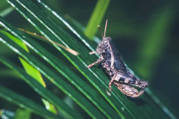 Photo of Grasshopper on a green leaf