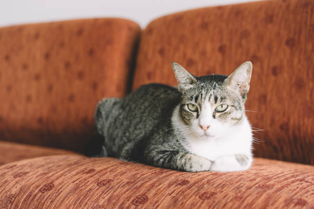 istock A Thai cat with gray and white color 825046280