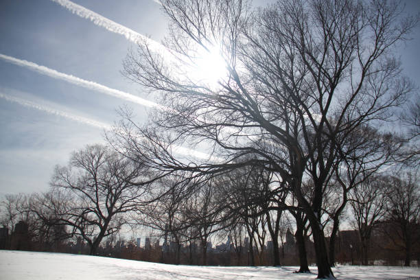istock Trees on snow and buildings with sun and blue sky 825054996
