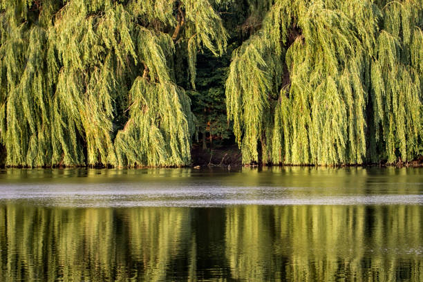 Morning sun at the lake. The leaves of the willow trees light up properly. Was seen in Potsdam, on the lake Aradosee.