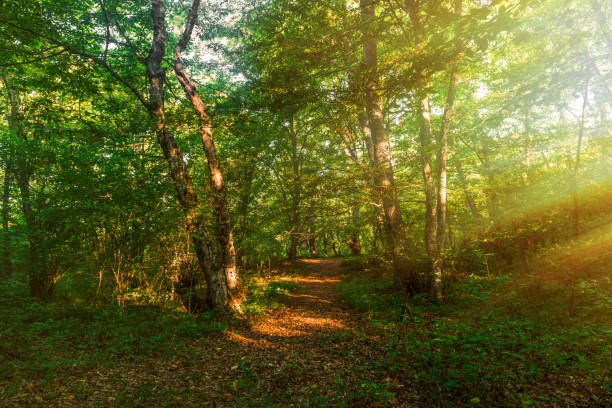istock Morning in the forest, bright sunlight 825059118