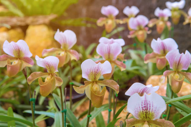 coloré d’orchidée cypripède dans beau jardin (paphiopedilum callosum) - 11827 photos et images de collection