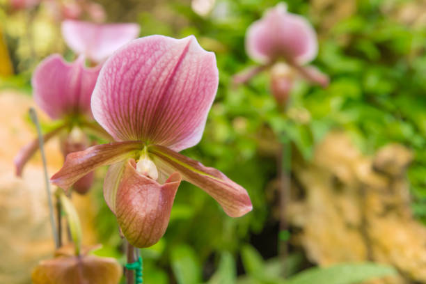 colorato di orchidea pantofola signora in bellissimo giardino (paphiopedilum callosum) - 11828 foto e immagini stock