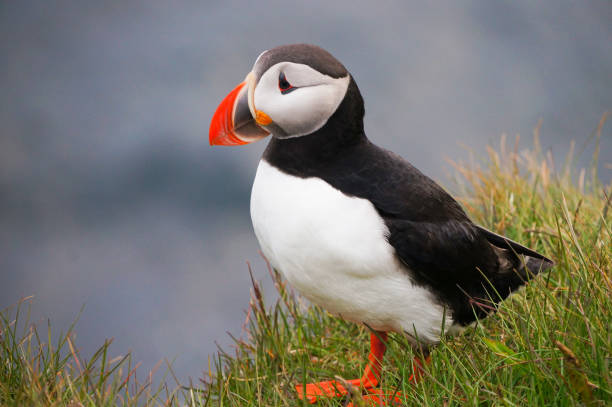 istock Atlantic Puffin in Latrabjarg cliffs, Iceland. 825068168