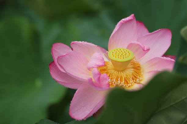 istock Lotus flower in leaves 825068980