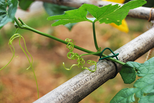 Young loofah vine tied on a bamboo pole.