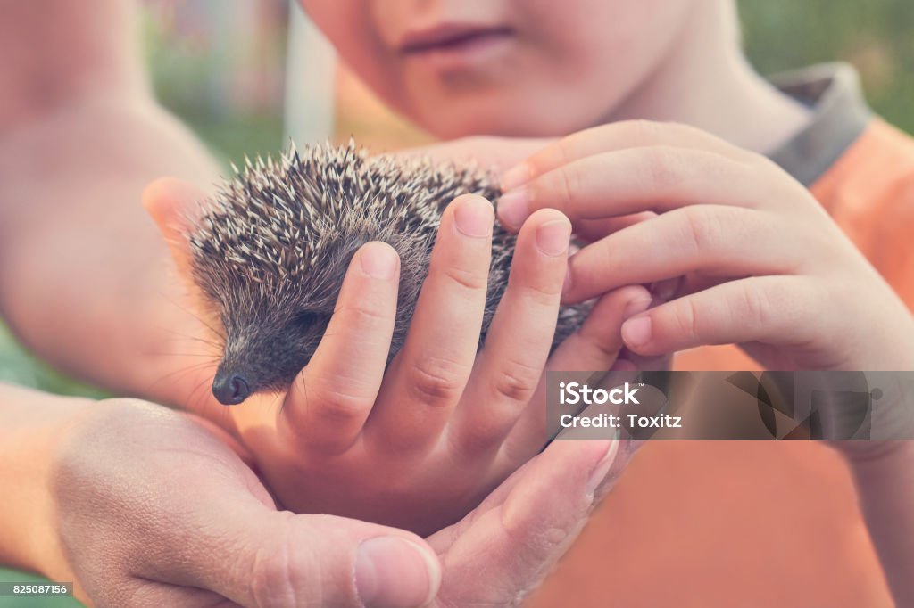 child holding small heeled hedgehog, nature care concept, toned image Hedgehog Stock Photo