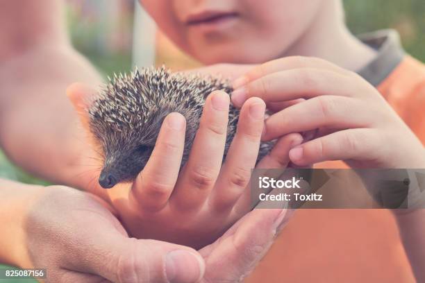 Child Holding Small Heeled Hedgehog Nature Care Concept Toned Image Stock Photo - Download Image Now