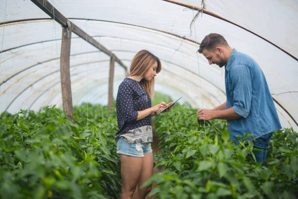 istock Young gardeners in greenhouse with vegetables 825088100