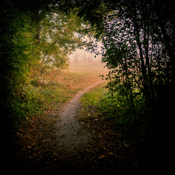 Dirt trail in the misty autumn forest