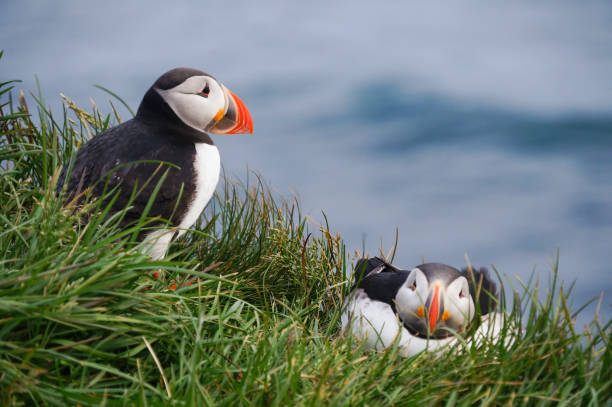 istock Atlantic Puffin in Latrabjarg cliffs, Iceland. 825096746