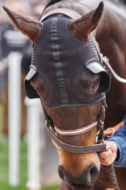 istock Race horse head with blinkers . Paddock area. 825096754