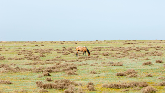 The horse in the steppe