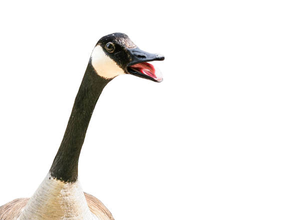 Canada goose isolated on white background Canada goose getting aggressive with mouth open canada goose photos stock pictures, royalty-free photos & images