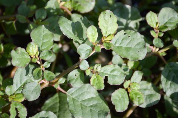 istock Trianthema portulacastrum plant 825099728