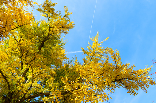 Ginkgo biloba leaves against blue sky in Autumn