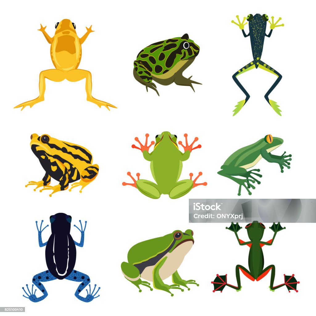 Ilustración de Conjunto De Anfibios Exóticos Ranas De Diferentes En Estilo De Dibujos Animados Aislar Animales Verdes Sobre Blanco y más Vectores Libres de Derechos de Rana - iStock Ilustración de Conjunto De Anfibios Exóticos Ranas De Diferentes En Estilo De Dibujos Animados Aislar Animales Verdes Sobre Blanco y más Vectores Libres de Derechos de Rana - iStock