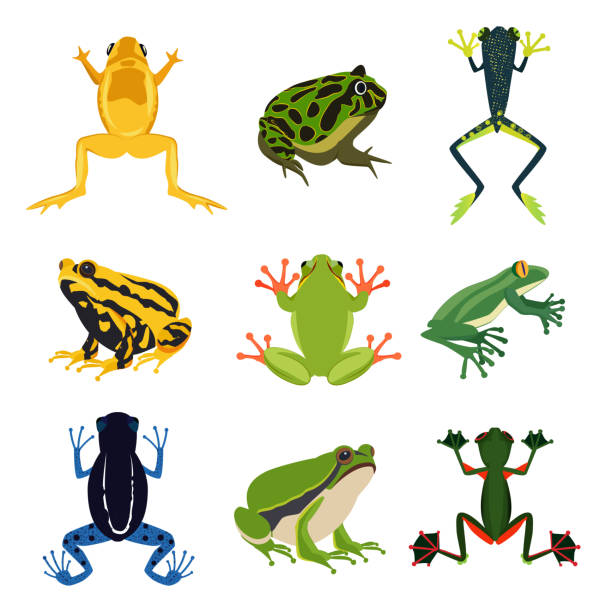 ilustraciones, imágenes clip art, dibujos animados e iconos de stock de conjunto de anfibios exóticos. ranas de diferentes en estilo de dibujos animados. aislar animales verdes sobre blanco - sapo