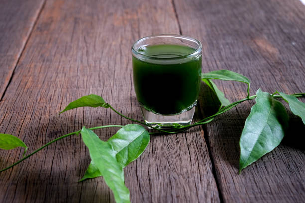 istock Bamboo grass, bai-ya-nang juice  . (Name spelled as Thailand) Tiliacora triandra 825103358
