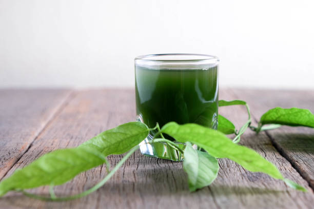 istock Bamboo grass, bai-ya-nang juice  . (Name spelled as Thailand) Tiliacora triandra 825103378