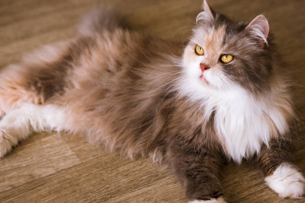 istock Bushy cat laying on wooden floor 825104198