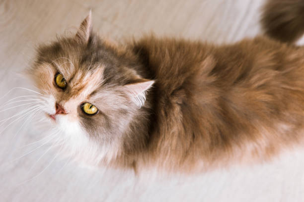 istock Long-haired cat with ashy-ginger fur looks up 825104234