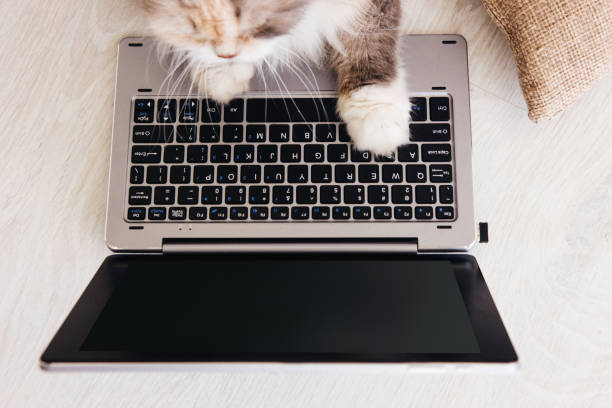 istock Fluffy cat lays paws down laptop in front of it 825104506