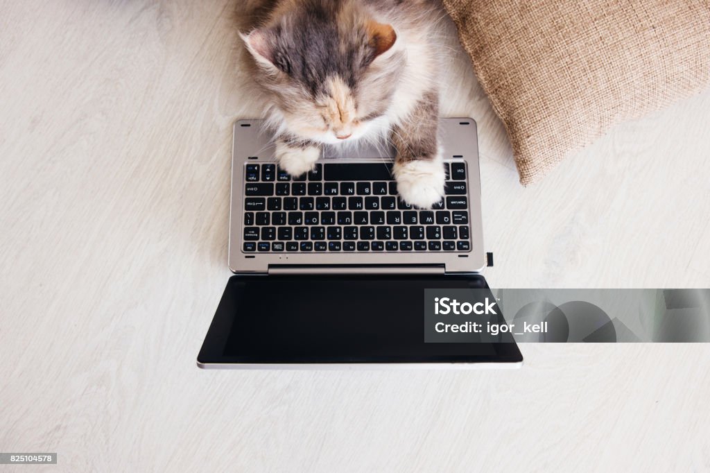 Fluffy cat lays on wooden floor with laptop Fluffy cat lays on wooden floor with laptop in front of it. Charming family pets study new technology of its owners, view from above Domestic Cat Stock Photo