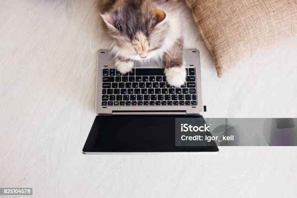 Fluffy Cat Lays On Wooden Floor With Laptop Stock Photo - Download Image Now - Domestic Cat, Computer, Laptop