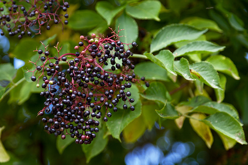 Close-up on elderberries still hanging from the tree.