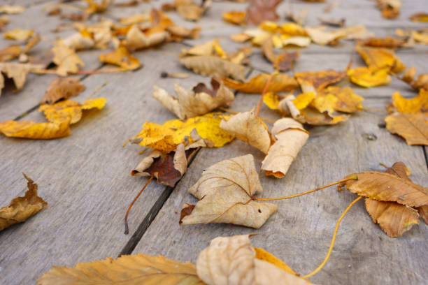 istock Autumn leaves on the table 825108340