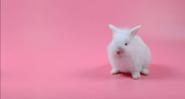 istock white fluffy bunny sitting on pink background, little white rabbit and copy space for text 825109046