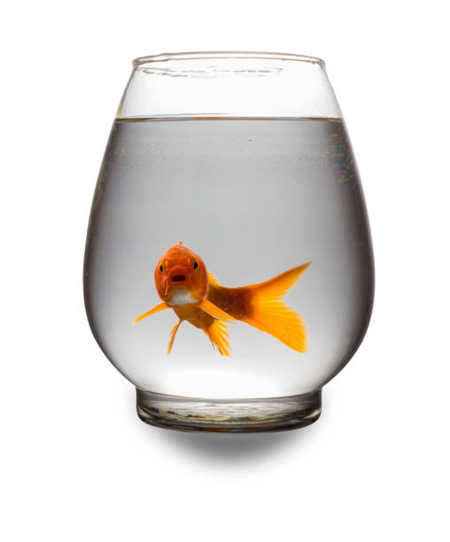 istock red Koi carp looking at camera with mouth opened in a glass tank on white with clipping path 825113034