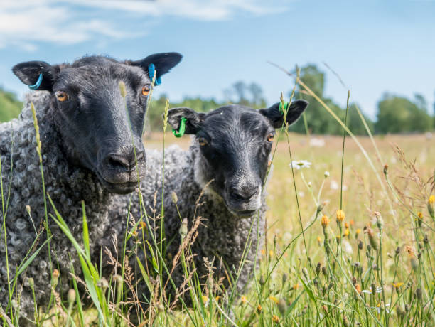 Black sheeps is looking in to camera. On summer grass field. Black sheeps is looking in to camera. On summer grass field. gotland stock pictures, royalty-free photos & images