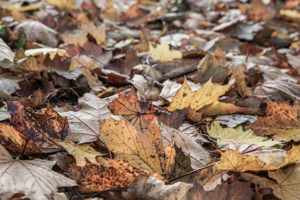 istock dried autumn leaves as a background 825118090