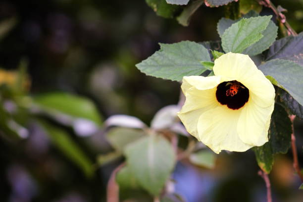 Hibiscus tiliaceus is a species of flowering tree in the mallow family, Malvaceae, that is native to the Old World tropics.