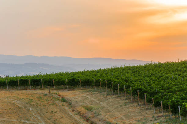 istock Green italian countryside 825121246
