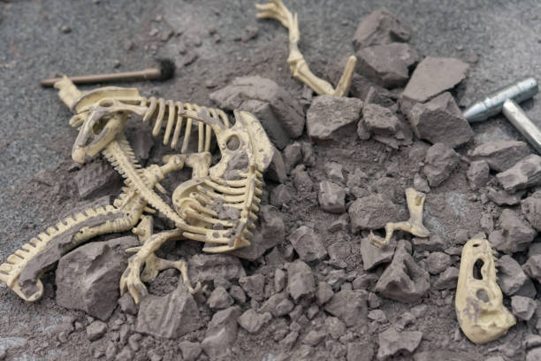 istock excavating animal bones from a rock 825122078