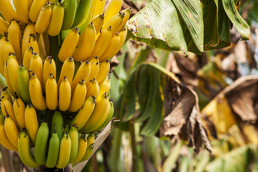 Banana Bunch On Tree, close up of tropical fruit