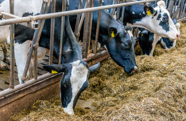 mucche che mangiano insilato - bestiame bovino di friesian foto e immagini stock