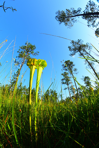 Yellow pitcher plants (Sarracenia flava) growing up and above other vegetation  in sparse pine forest understory. Photo taken in Northwest Florida